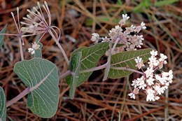 Image of milkweed