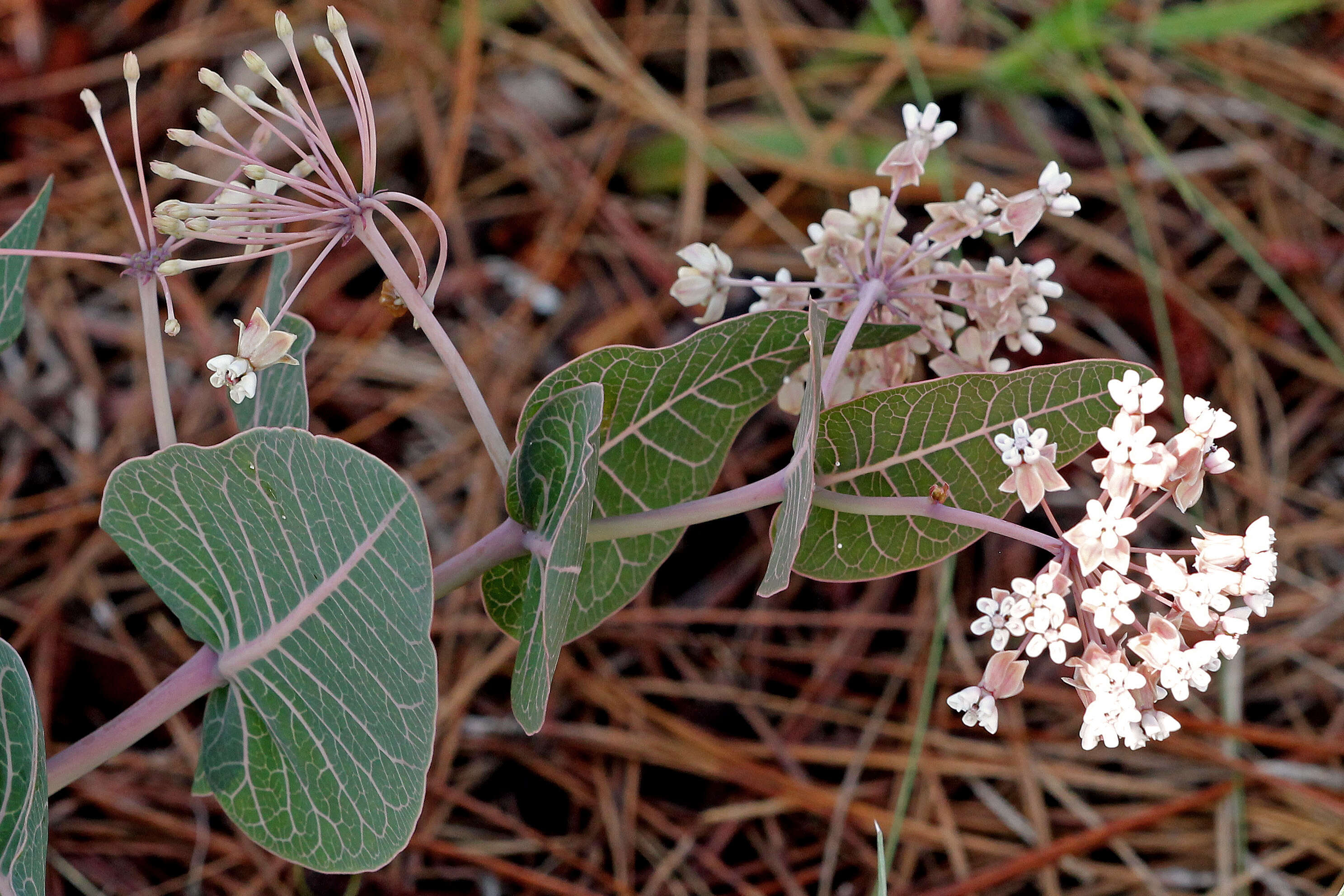 Image of milkweed