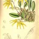Image de Bulbophyllum muscicola Rchb. fil.