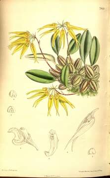 Imagem de Bulbophyllum muscicola Rchb. fil.