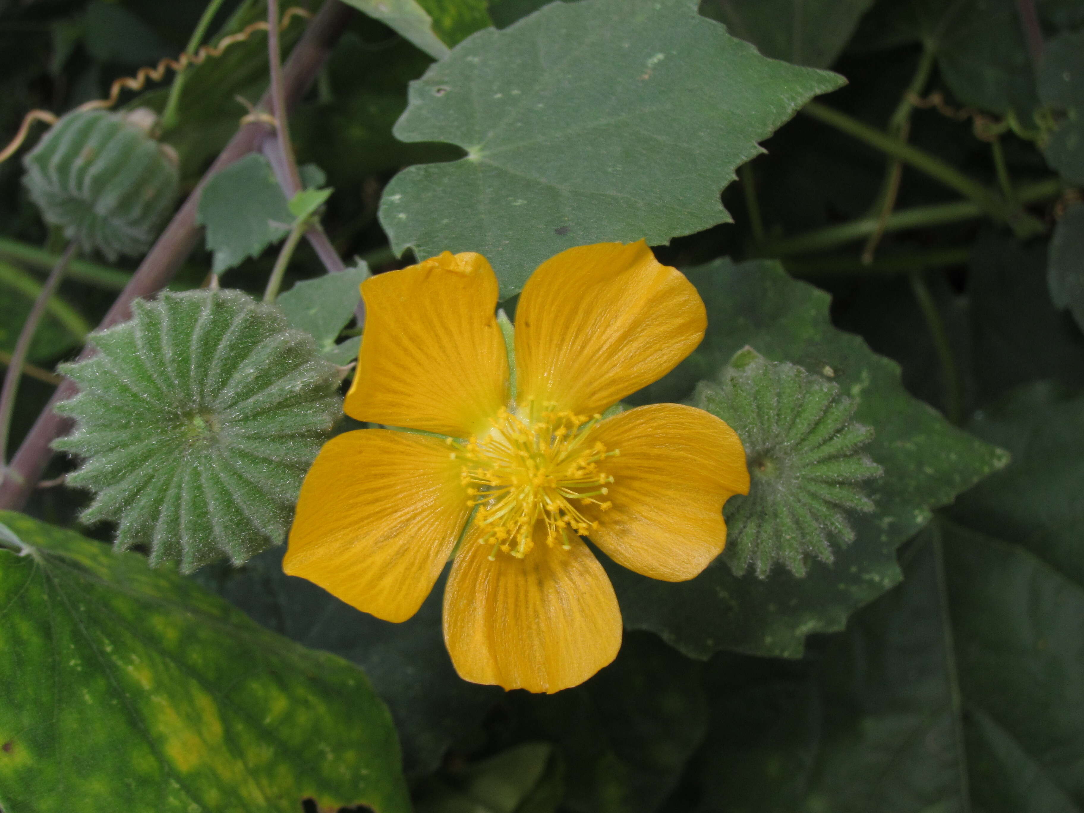 Imagem de Abutilon indicum (L.) Sweet