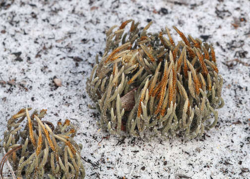 Image de Selaginella arenicola Underw.