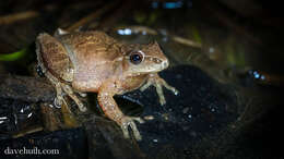 Image of Spring Peeper