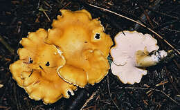 Image of Cantharellus formosus Corner 1966