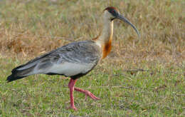 Image of Buff-necked Ibis