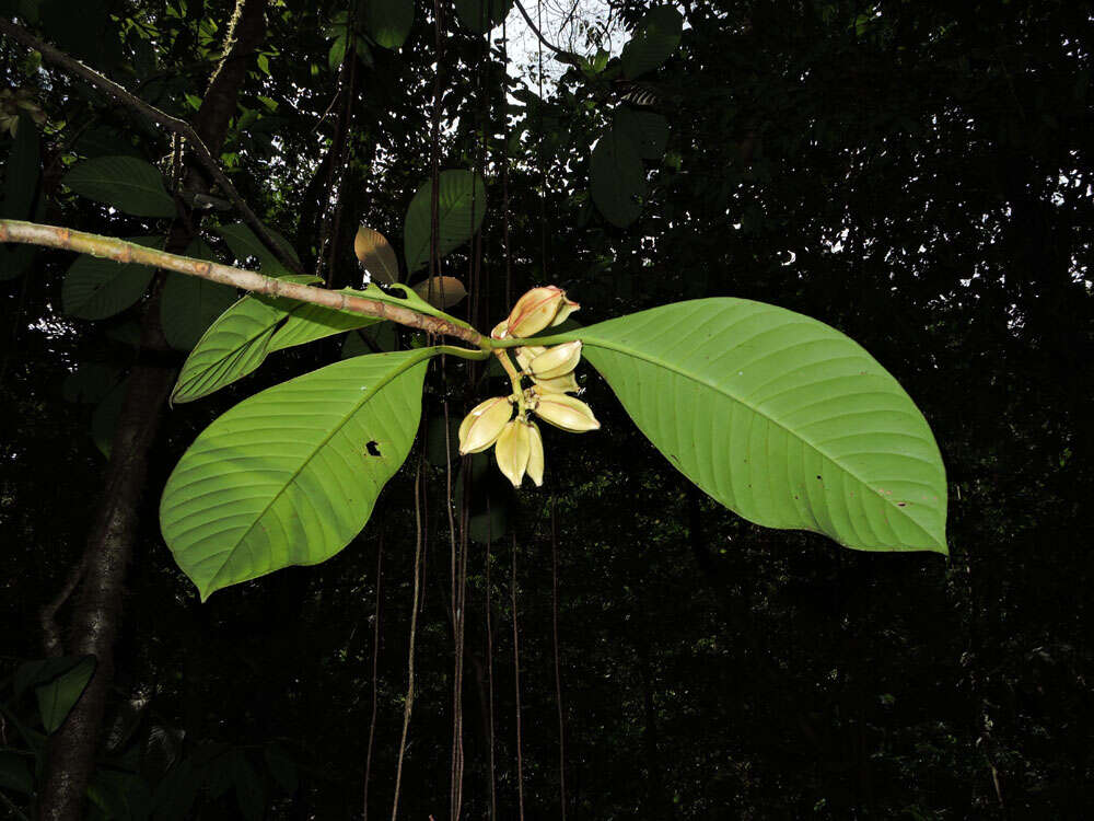 Image of Chrysochlamys grandifolia (L. O. Williams) B. E. Hammel