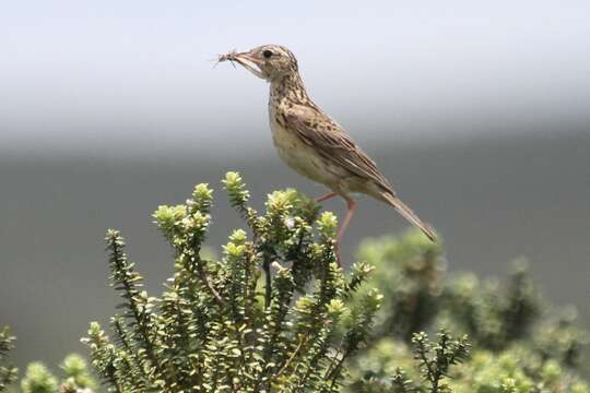 Image de Pipit de Hellmayr