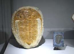 Image of trilobites