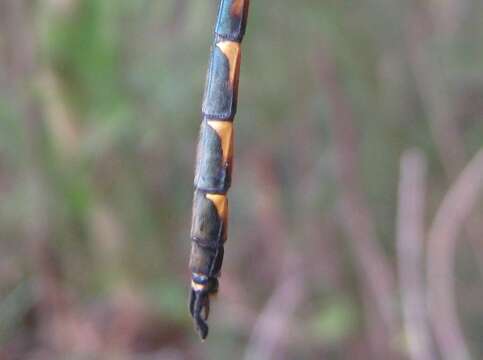 Image of Sentry Dragonfly