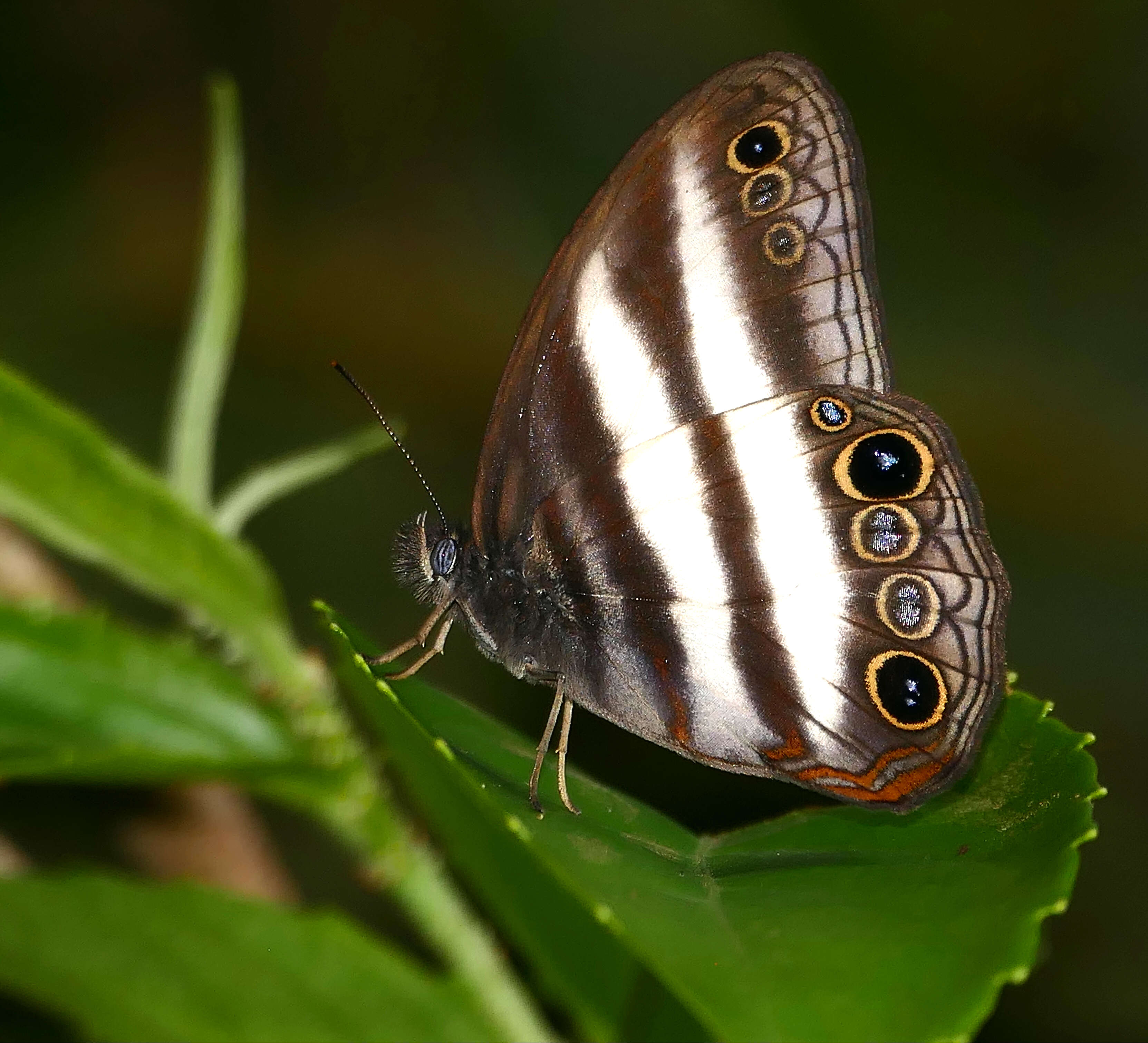 Image of Pareuptychia