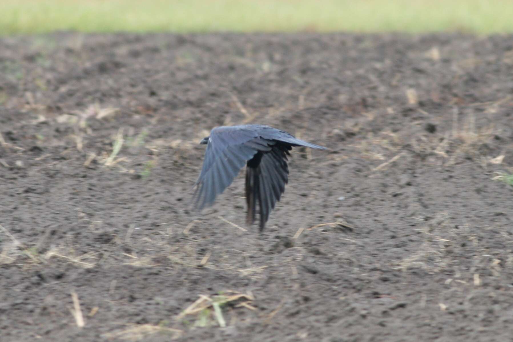 Image of Corvus Linnaeus 1758