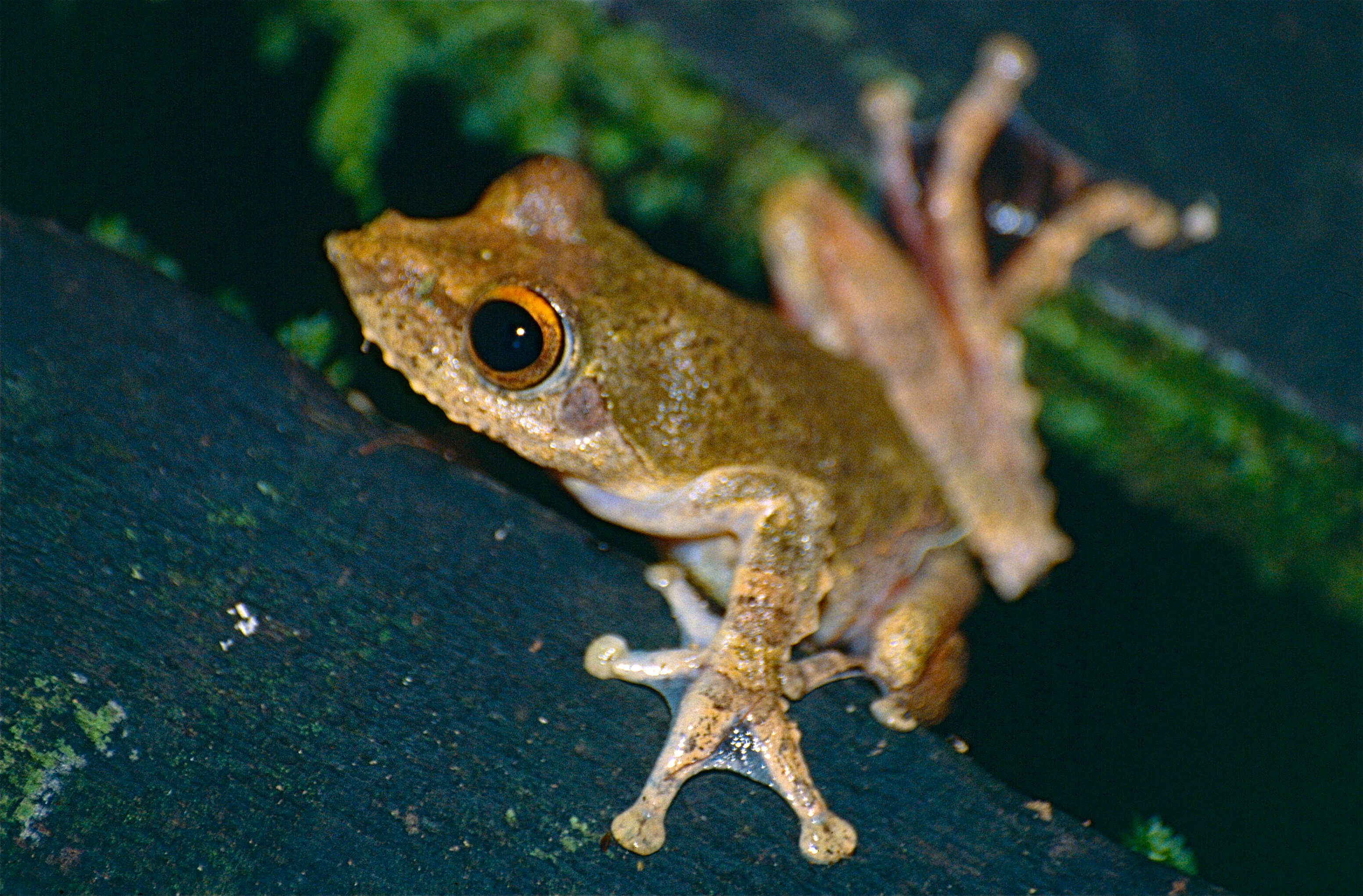 Image of Kurixalus chaseni (Smith 1924)