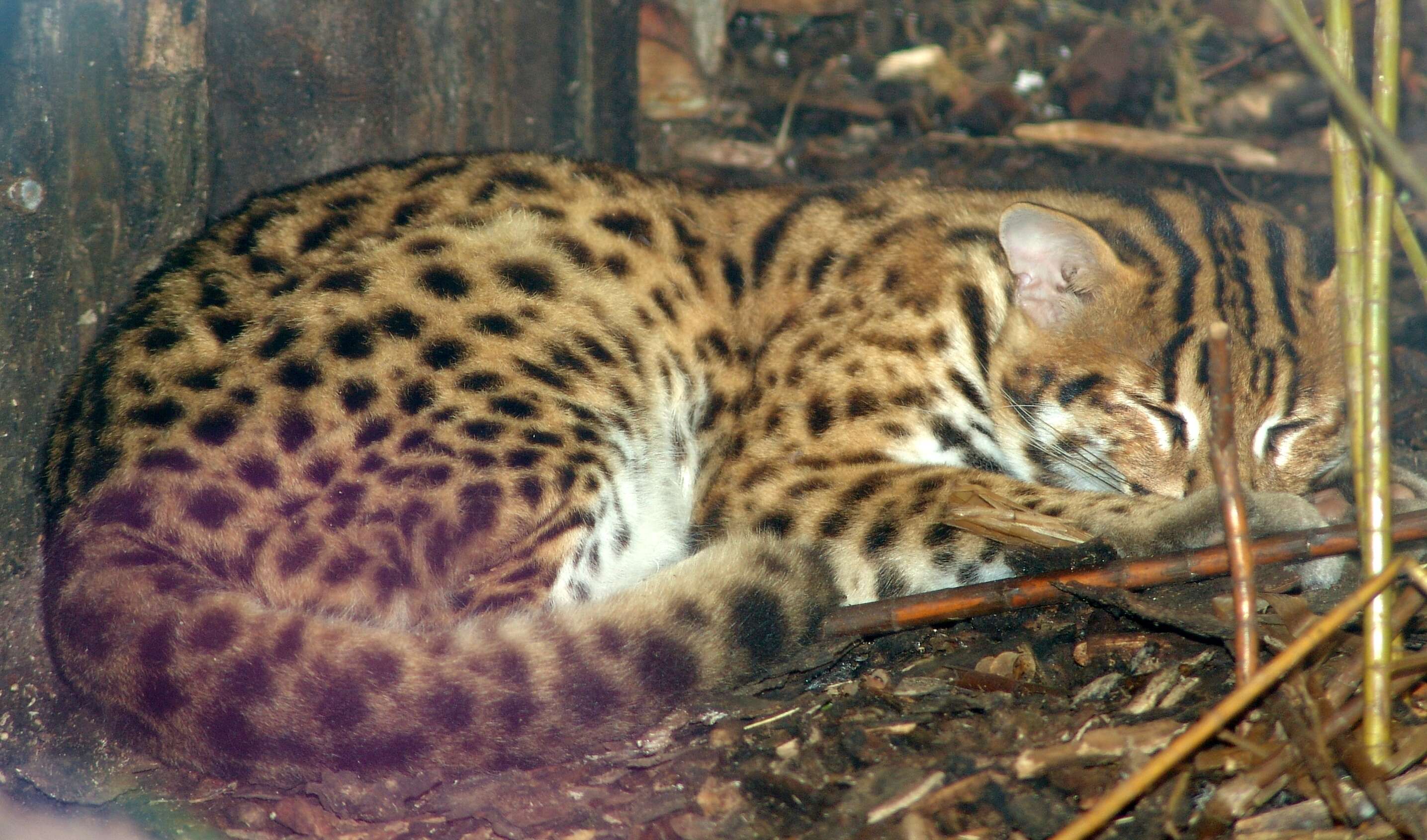 Image of Asian spotted cats