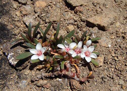 Montia australasica (Hook. fil.) Pax & K. Hoffm. resmi