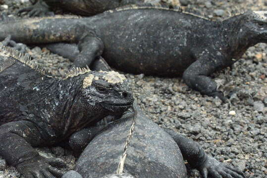 Image of marine iguana