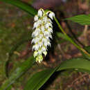 Bulbophyllum mahakamense J. J. Sm. resmi