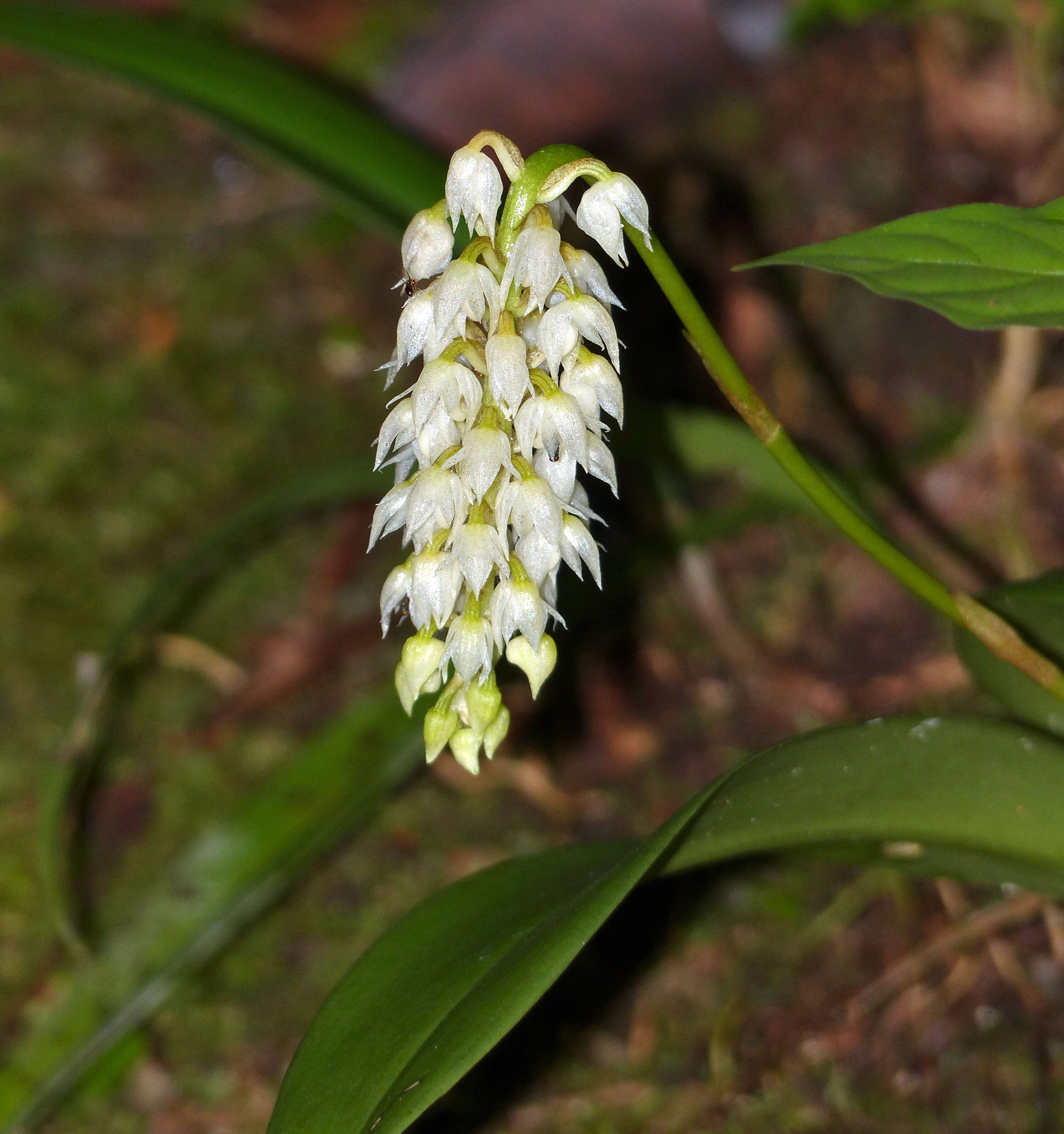 Image de Bulbophyllum mahakamense J. J. Sm.