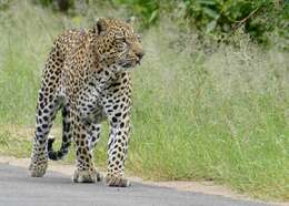 Image of Leopard