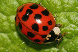 صورة Harmonia axyridis (Pallas 1773)