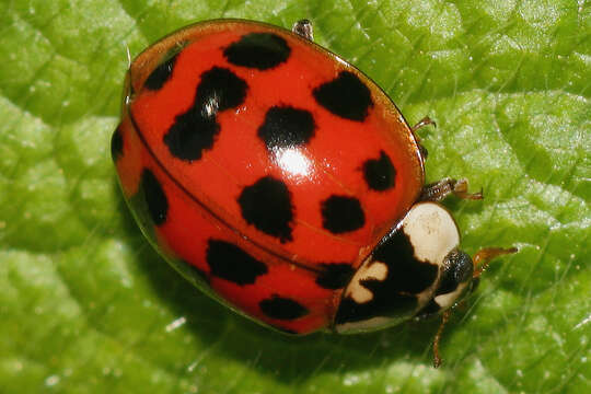 Image of Harmonia axyridis (Pallas 1773)