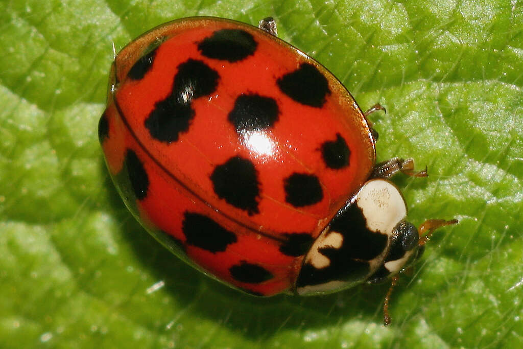 صورة Harmonia axyridis (Pallas 1773)