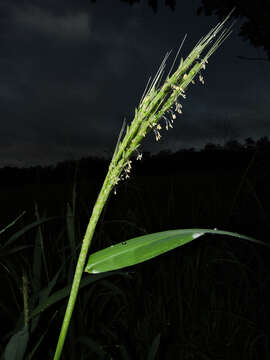 Plancia ëd Oryza latifolia Desv.