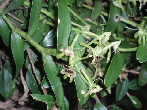 Imagem de Epidendrum bilobatum Ames