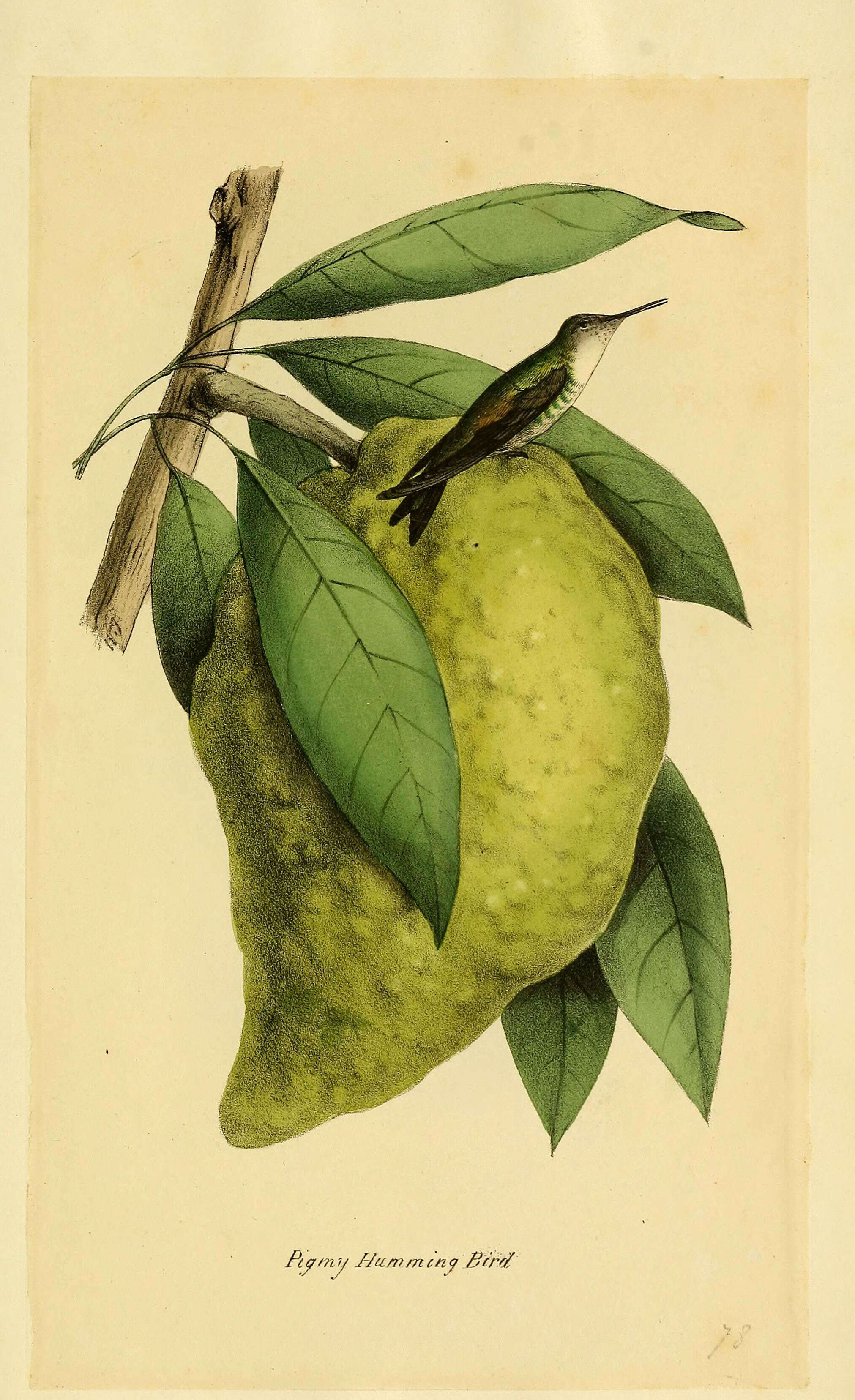 Image of Mellisuga Brisson 1760