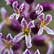 Image of Mt. Diablo jewelflower