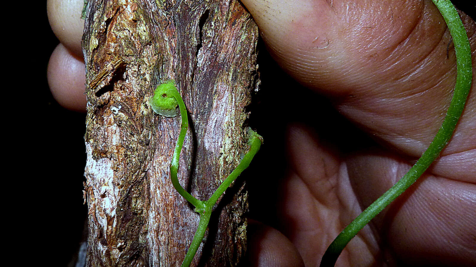 Image of Cissus