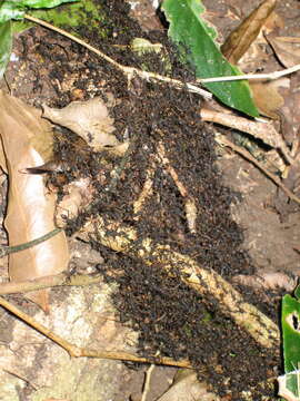 Image of Army ant