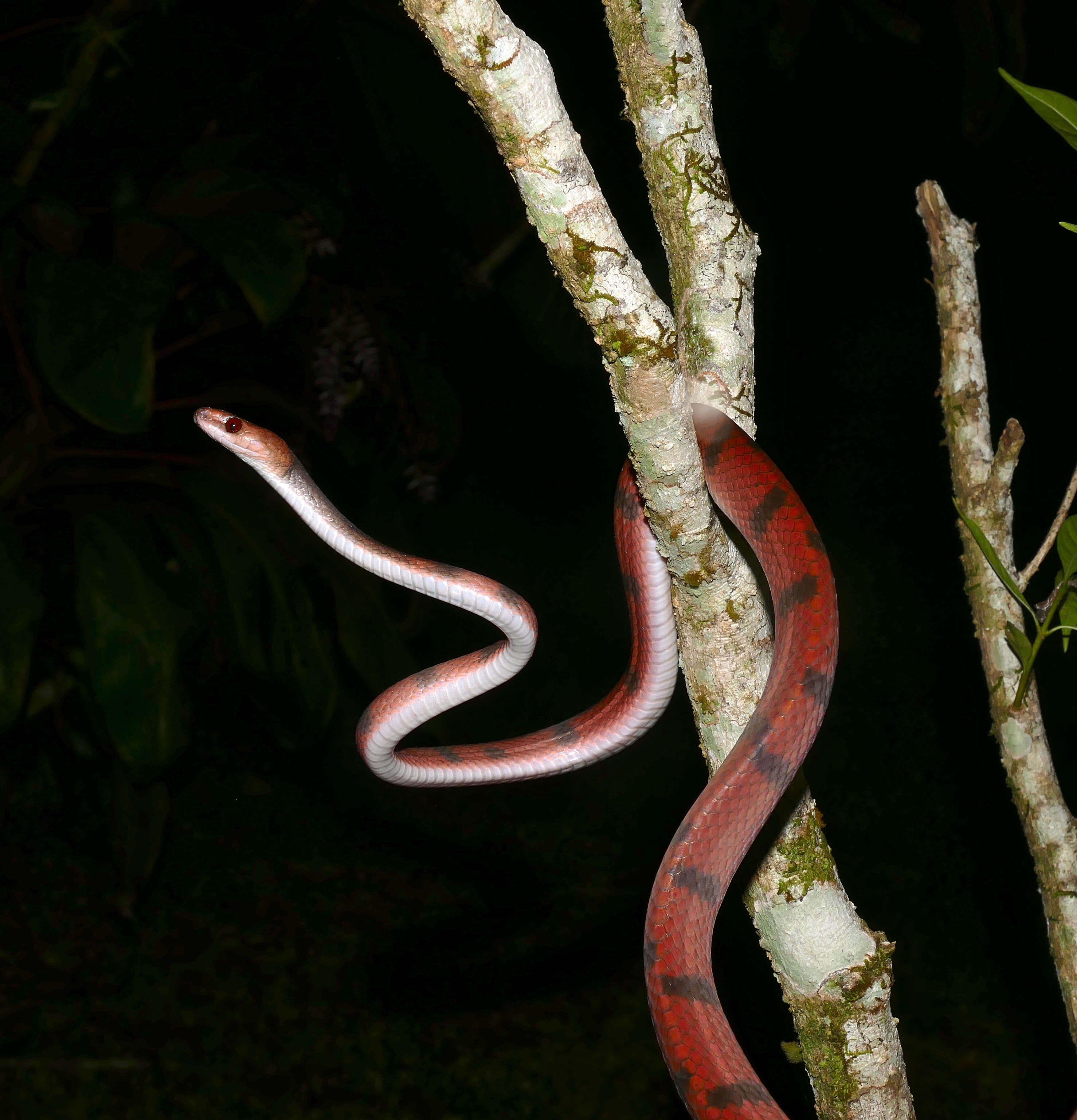 Siphlophis Fitzinger 1843 resmi