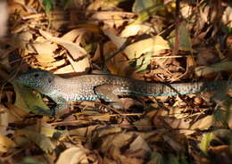 Image of Ameiva ameiva tobagana (Cope 1879)