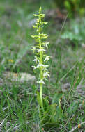 Image of Fringed orchids