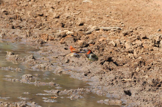 Image of Violet-eared Waxbill