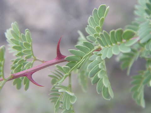 Image of catclaw acacia