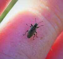 Image of Pea Leaf Weevil