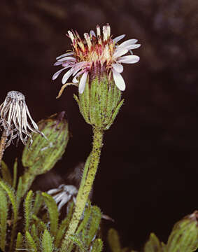 Imagem de Tetramolopium humile subsp. haleakalae T. K. Lowrey