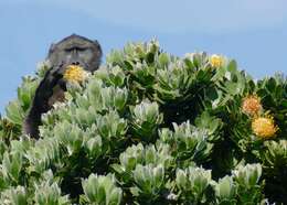 Image de Babouin chacma