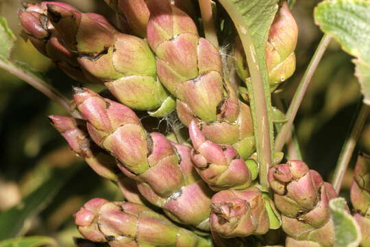 Strobilanthes resmi