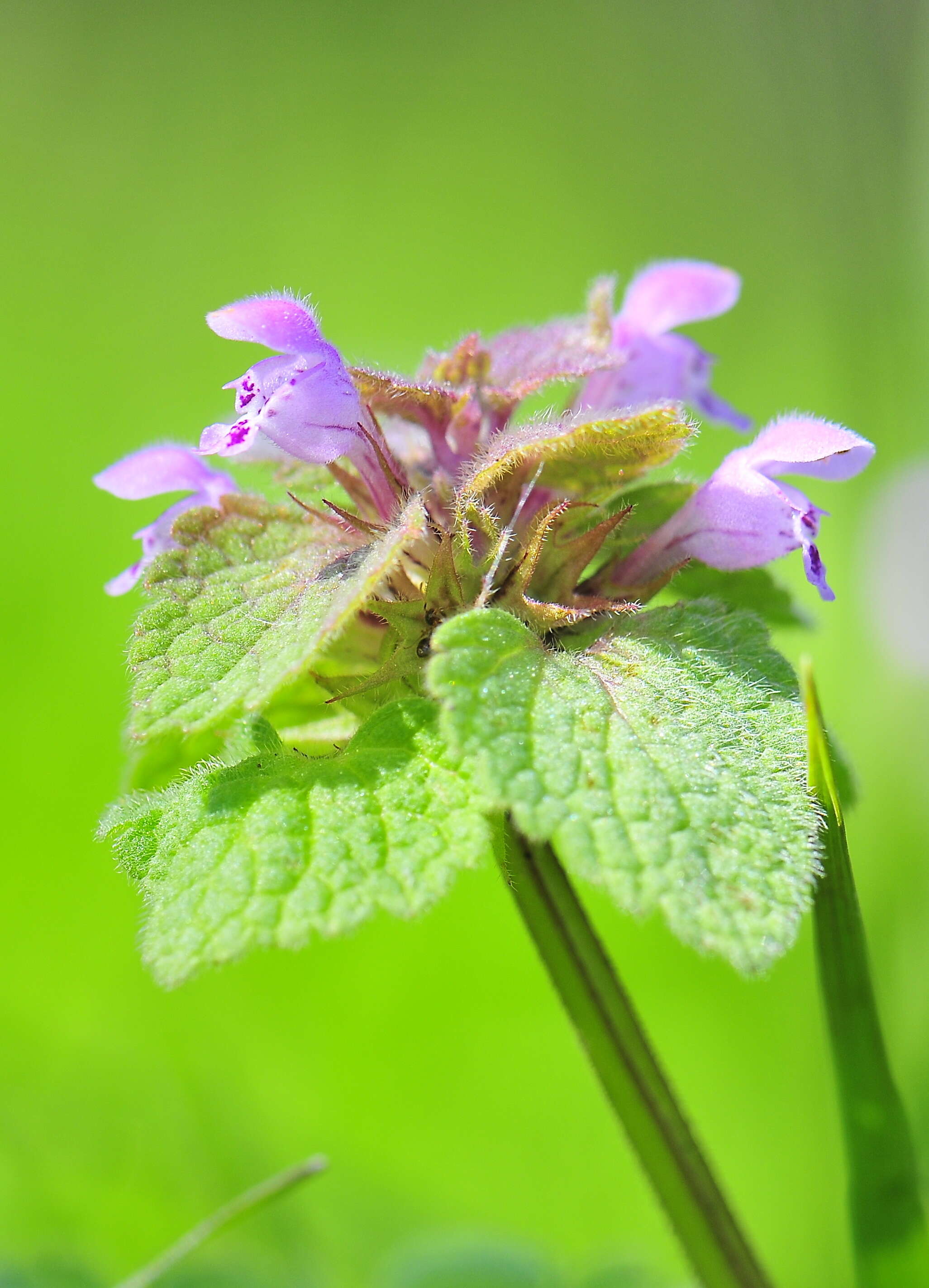 Image of purple archangel