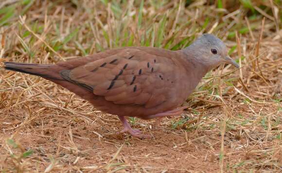 Image of Columbina Spix 1825