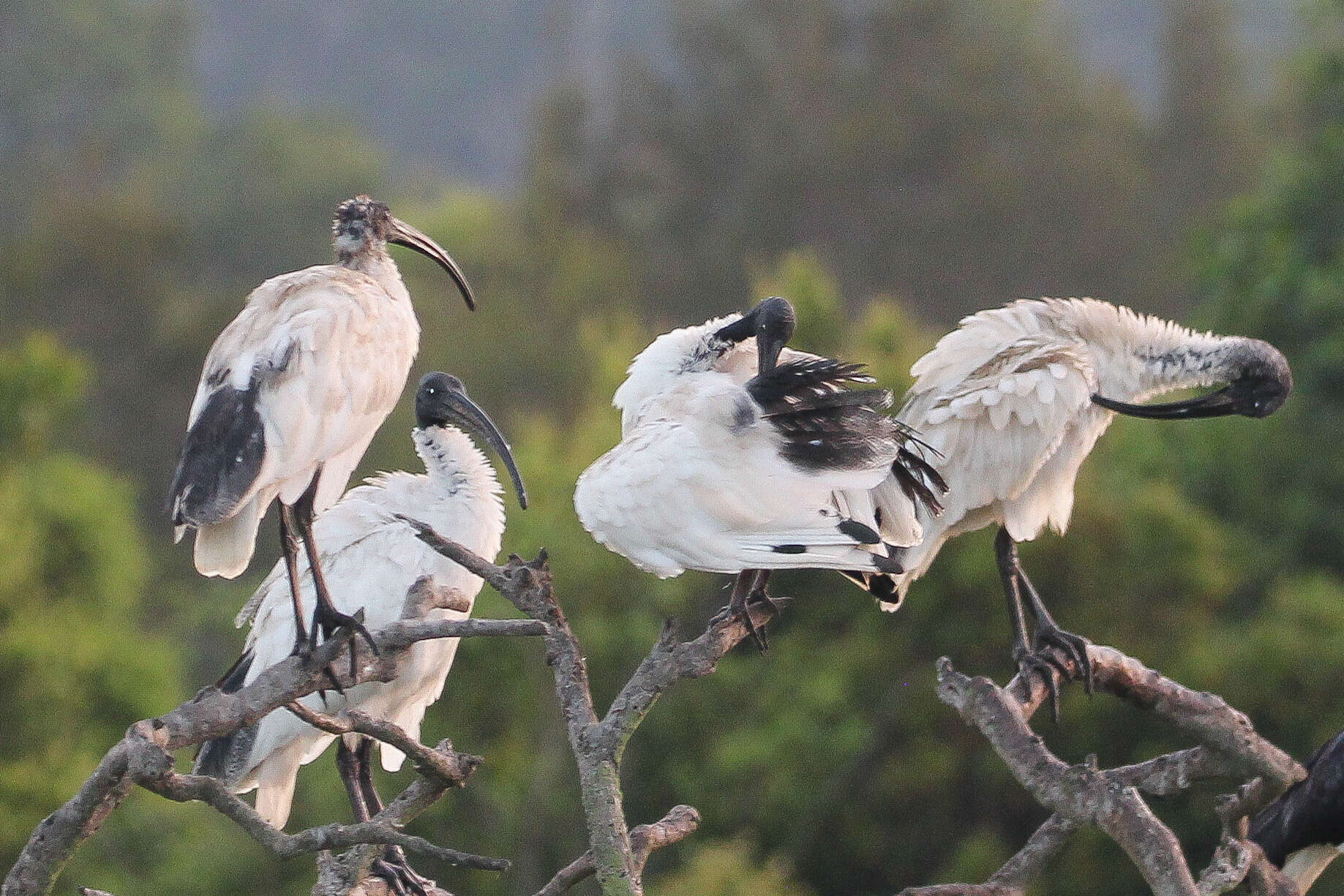 Threskiornis molucca (Cuvier 1829) resmi