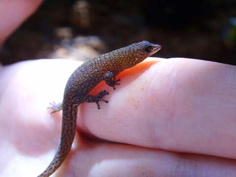 Image of Antigua Least Gecko