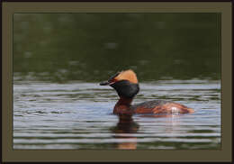 Слика од Podiceps Latham 1787