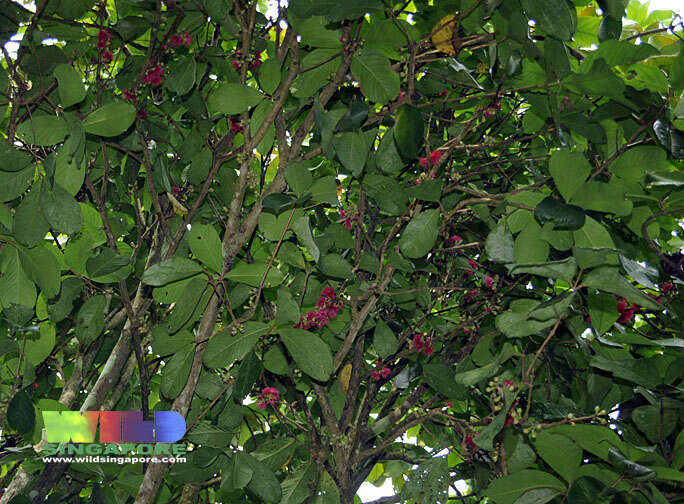 Image of Malay Apple