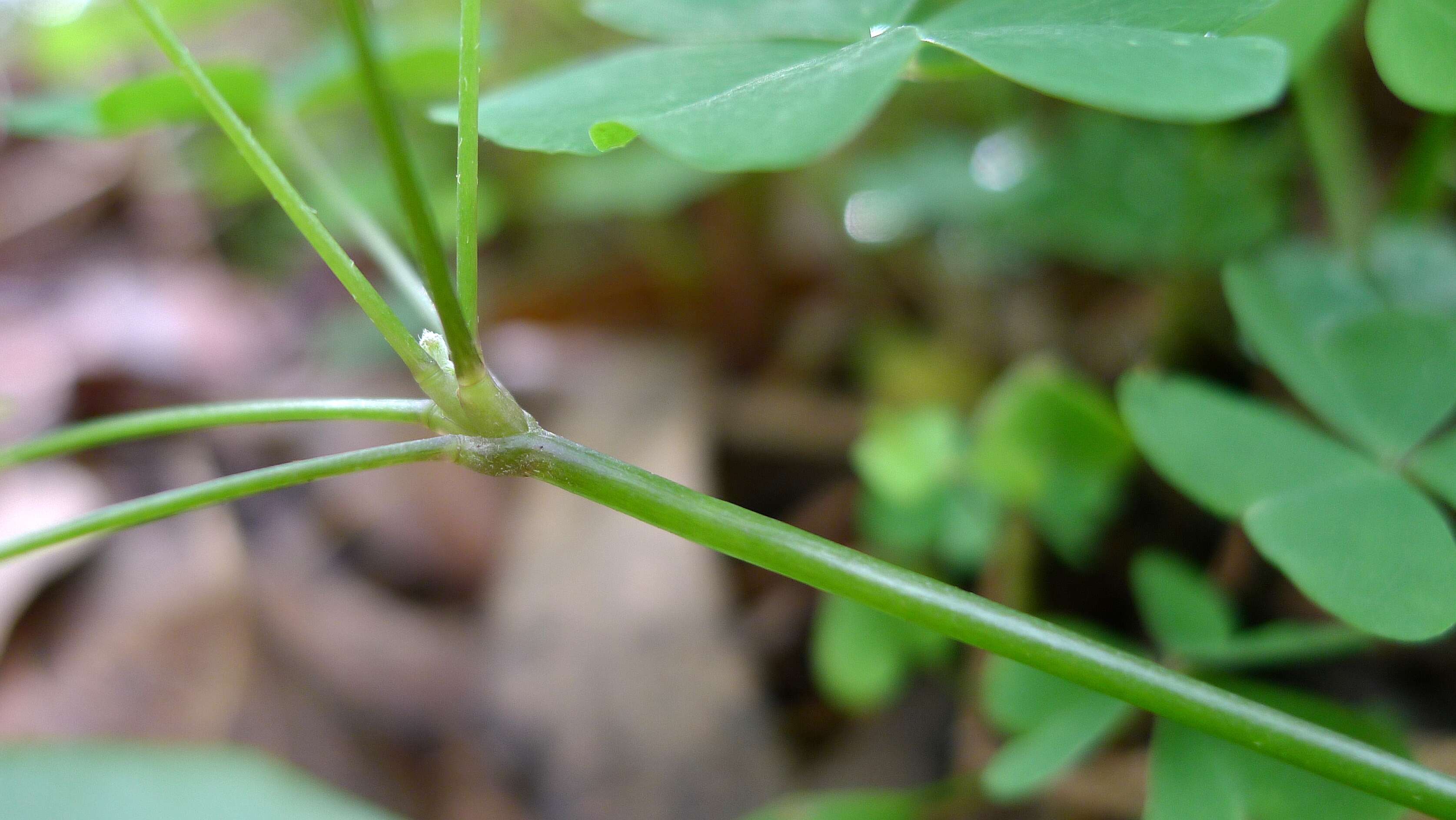 Image of crimson woodsorrel