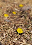 Image of coltsfoot