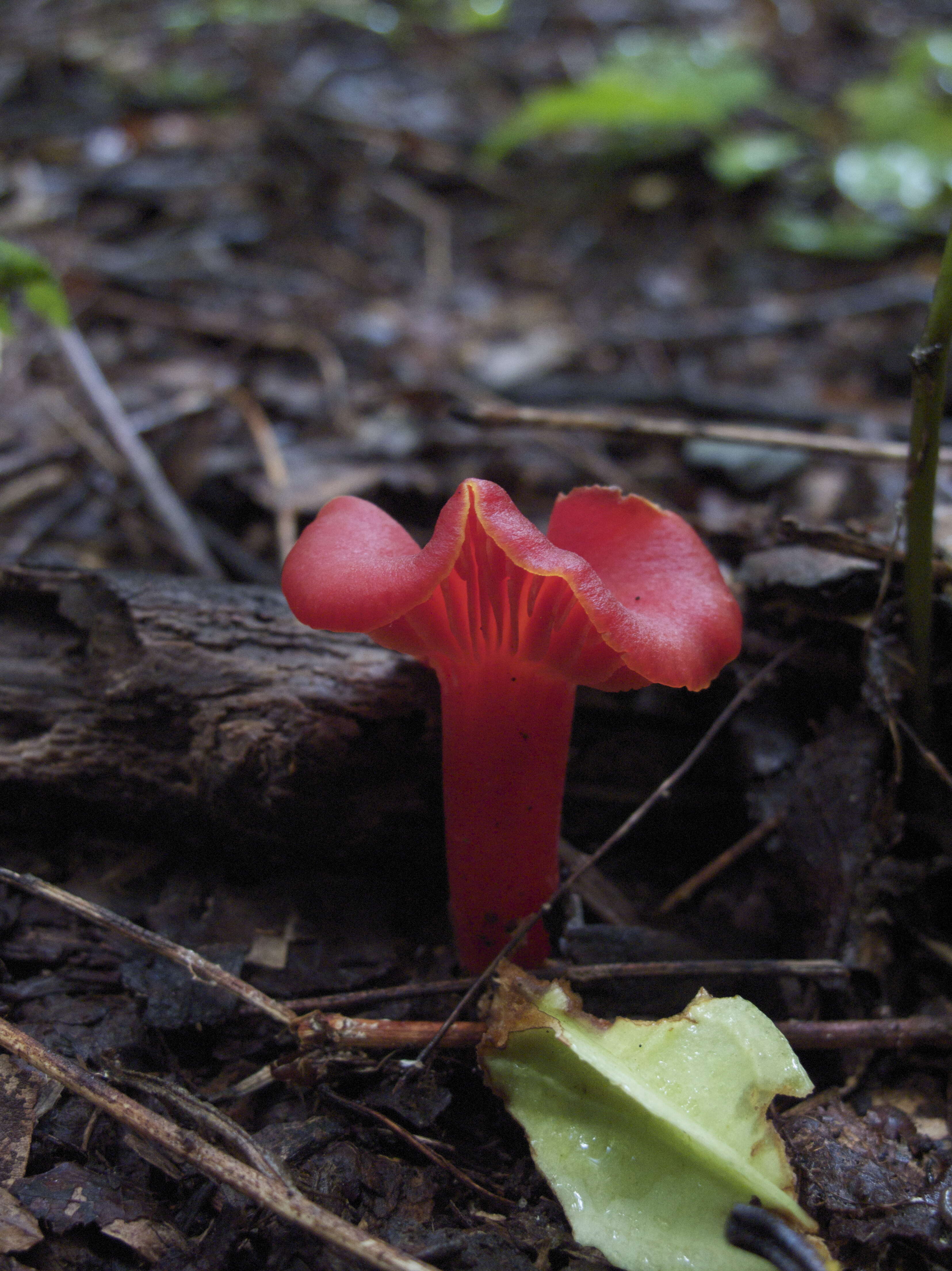 Image de <i>Hygrocybe appalachiensis</i>