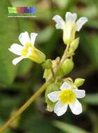 Sivun Oxalis barrelieri L. kuva